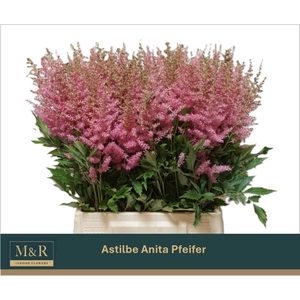 ASTIL AR ANITA PFEIF