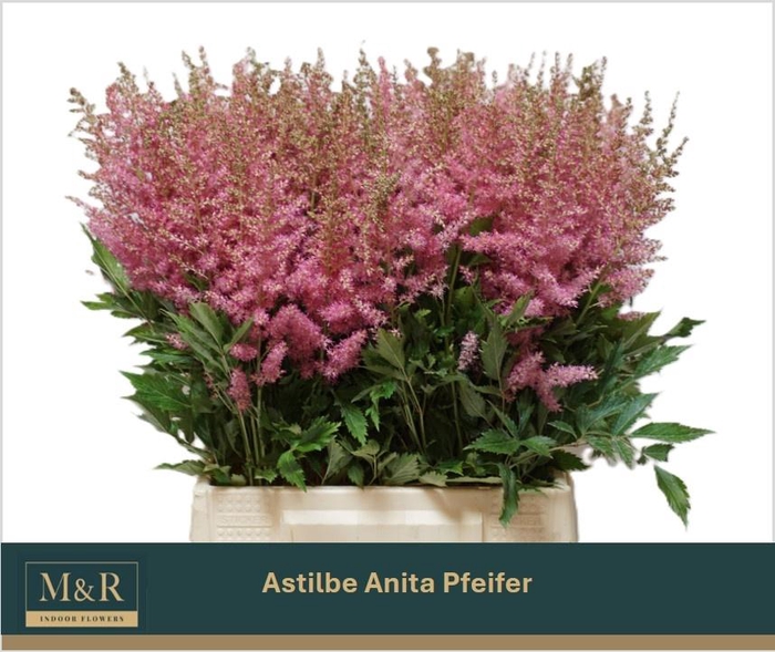 <h4>ASTIL AR ANITA PFEIF</h4>