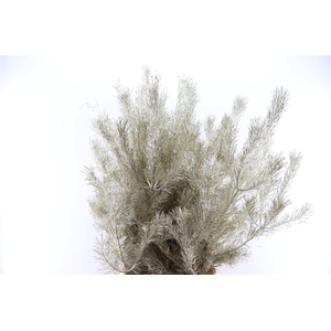 Pinus Alaska Paint Platina 130cm Stem