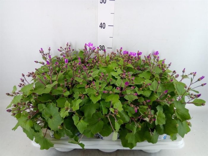 <h4>Pericallis cr. 'Senetti Magenta Bi'</h4>
