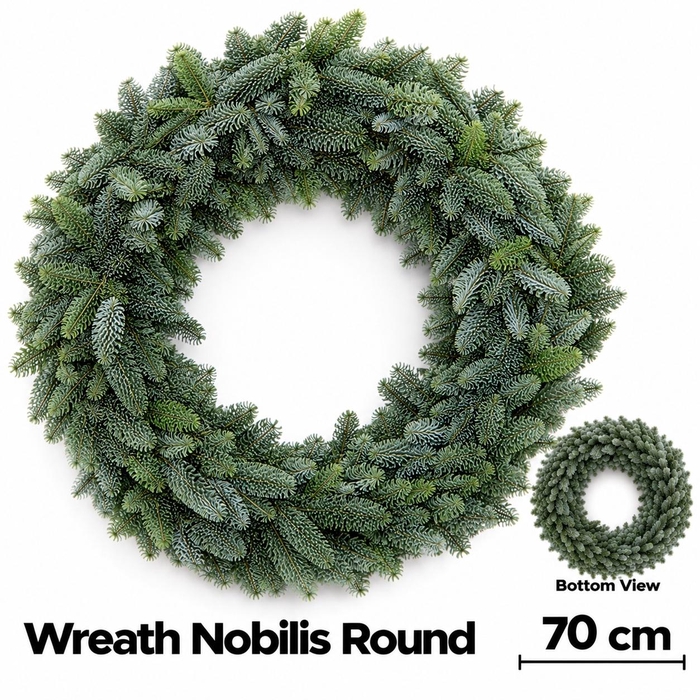<h4>ABIES NOBILIS BLAUW</h4>