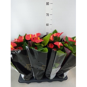 Anthurium andr. 'Madural'