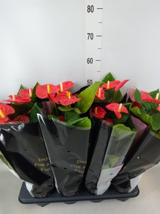 <h4>Anthurium andr. 'Madural'</h4>