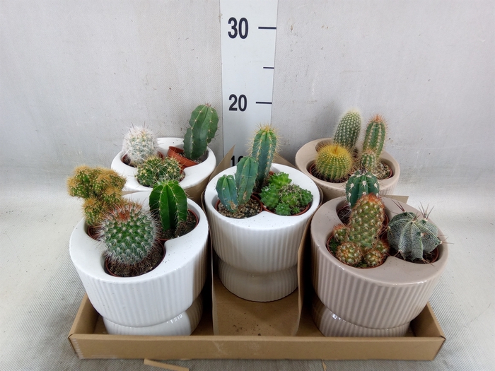 <h4>Cactus   ...</h4>