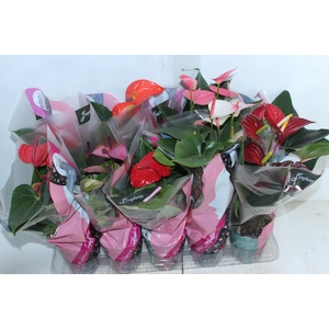 ANTHURIUM VARIADO P12