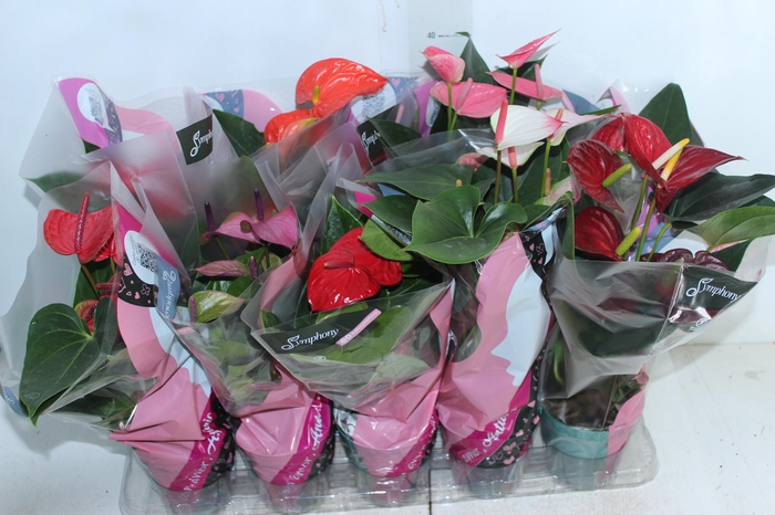<h4>ANTHURIUM VARIADO P12</h4>