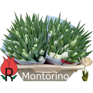TU DU MONTORINO
