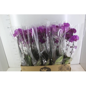 PHALAENOPSIS CASCATA P12 PINK 2 HT