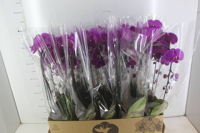 <h4>PHALAENOPSIS CASCATA P12 PINK 2 HT</h4>