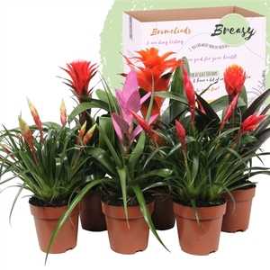 Bromelia Royal Cupcake - 12cm | Mimesis