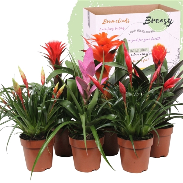 <h4>Bromelia Royal Cupcake - 12cm | Mimesis</h4>