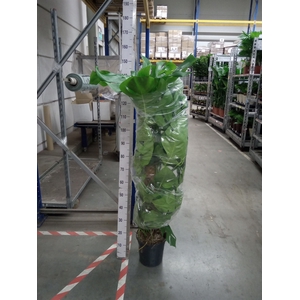 Monstera pertusum