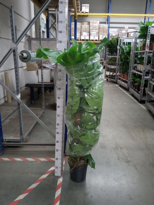 <h4>Monstera pertusum</h4>