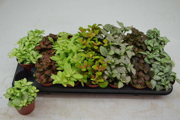 <h4>Fitt Gem 7 Kl</h4>