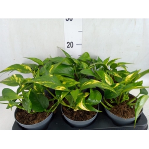 Epipremnum   ...