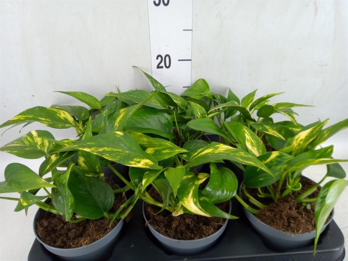 <h4>Epipremnum   ...</h4>