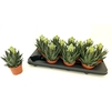 Aloe Tiki Tahi