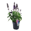 Salvia Salgoon Lake Blueberry