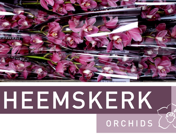 <h4>CYMB T PRINCESS</h4>