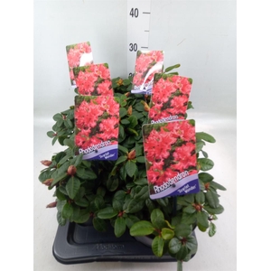 Rhododendron forr. 'Scarlet Wonder'