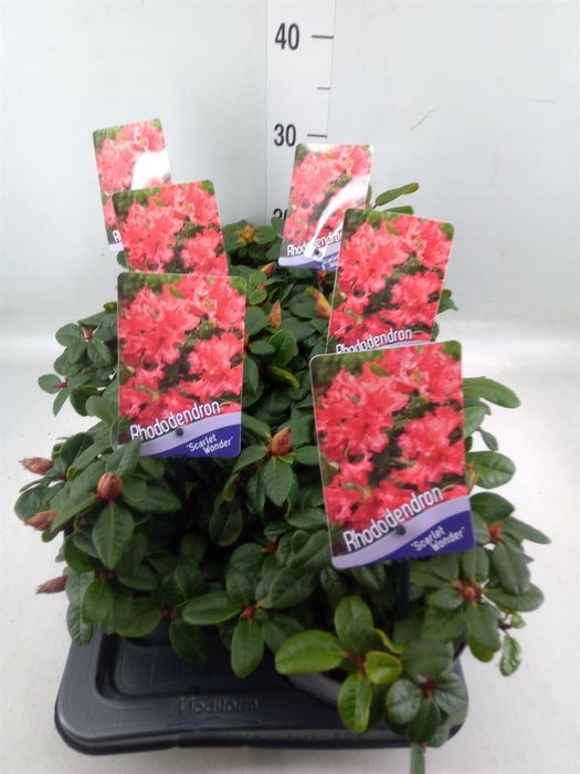 <h4>Rhododendron forr. 'Scarlet Wonder'</h4>