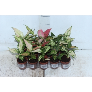 AGLAONEMA VARIADA P06