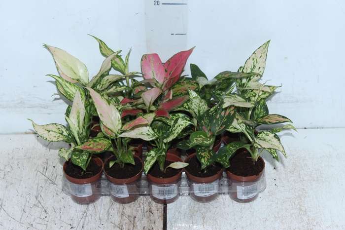 <h4>AGLAONEMA VARIADA P06</h4>