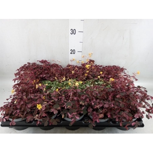 Oxalis   ...mix