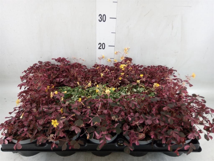 <h4>Oxalis   ...mix</h4>
