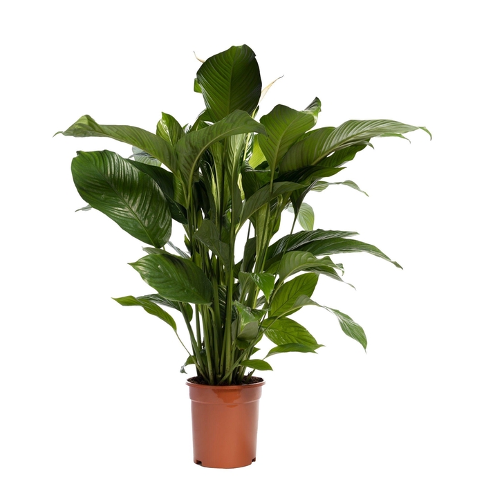 <h4>Spathiphyllum 'Sweet Lauretta' BLANCO</h4>
