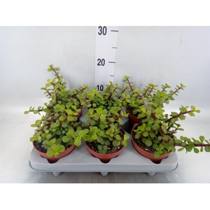 Portulacaria afra
