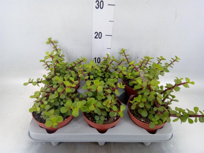 <h4>Portulacaria afra</h4>
