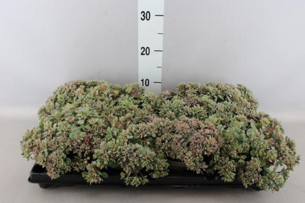 <h4>Sedum   ...</h4>