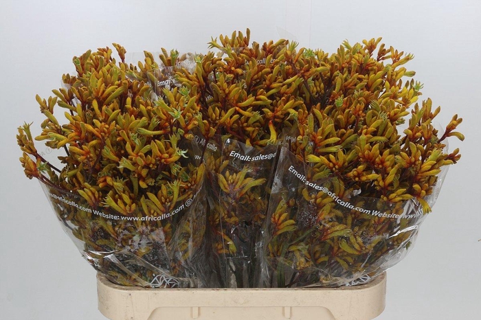<h4>Anigozanthos Gold Fever</h4>