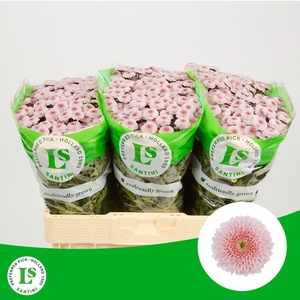 CHR SAN WILLIAMS PINK