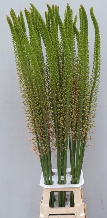 <h4>Eremurus Romance</h4>