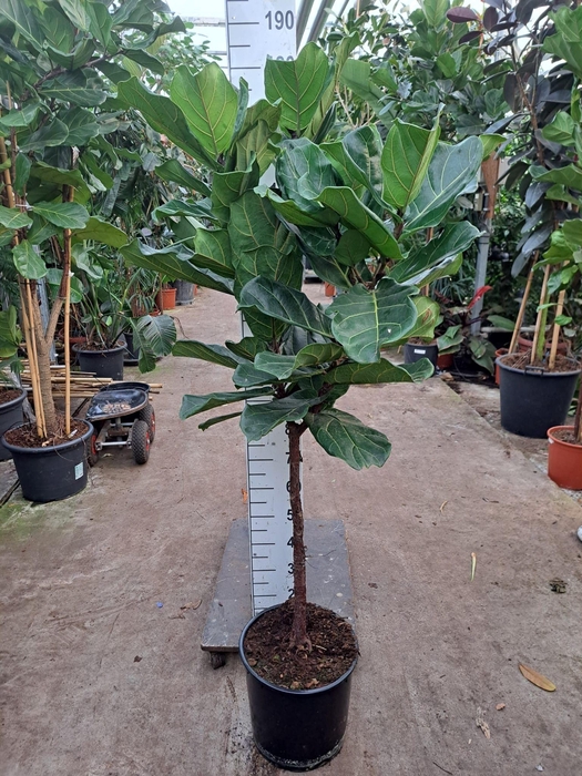 <h4>Ficus Lyrata rechte stam 180</h4>