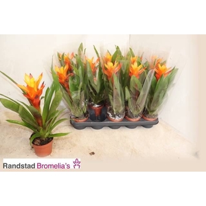 Guzmania  'Sunnytime'