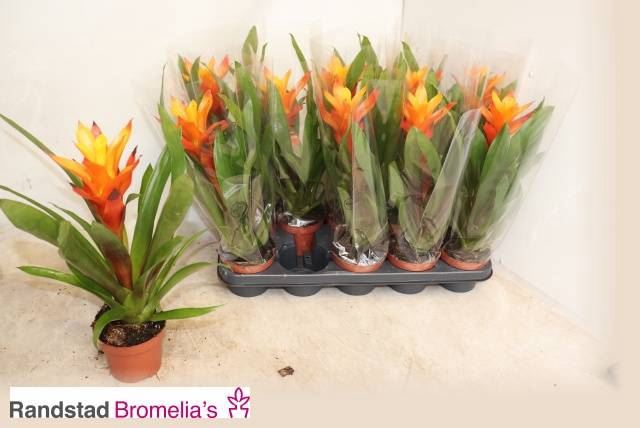 <h4>Guzmania  'Sunnytime'</h4>