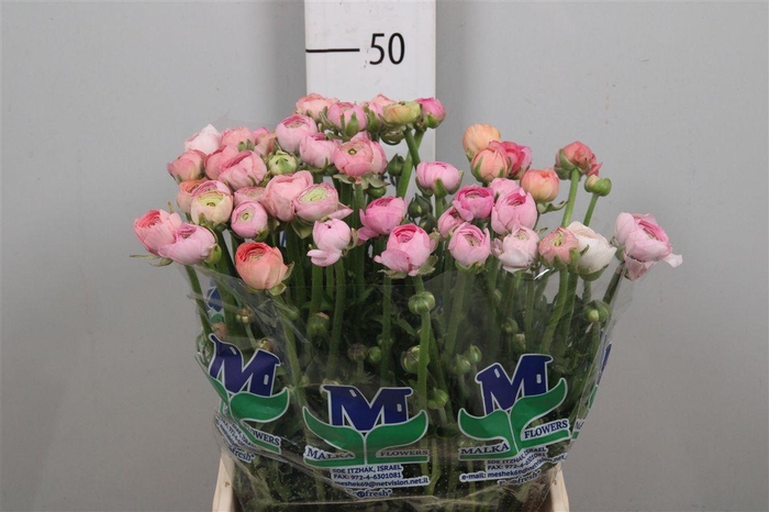 <h4>Ran Am Peach</h4>