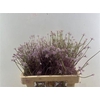 Allium Schuberti