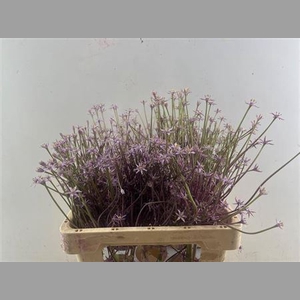 Allium Schubertii