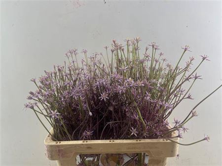 <h4>Allium Schubertii</h4>