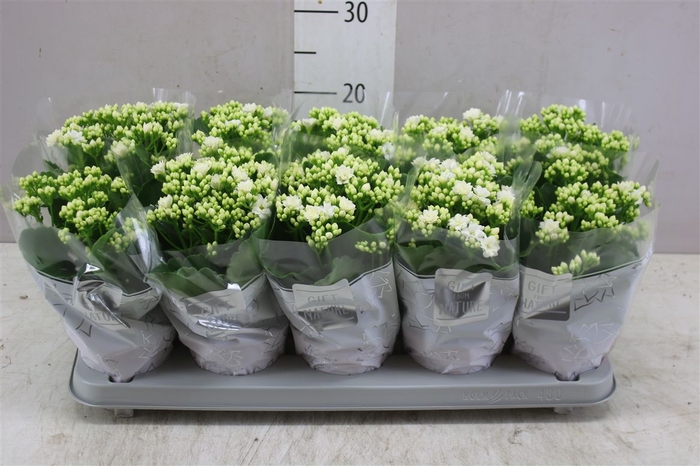 <h4>Kalanchoe Calandiva Wit</h4>