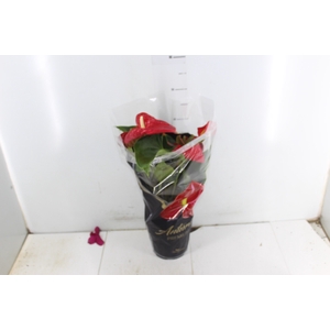 ANTHURIUM MICHIGAN P17 PREMIUM
