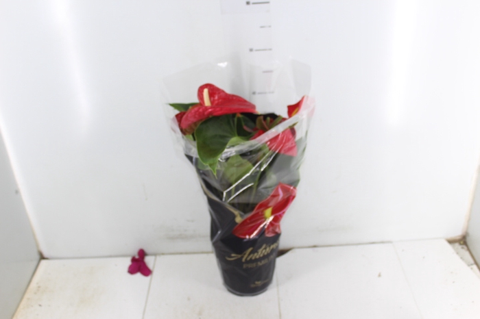ANTHURIUM MICHIGAN P17 PREMIUM