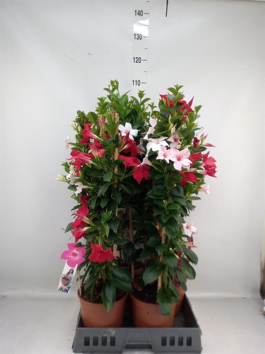 <h4>Mandevilla   ...</h4>