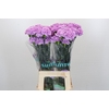 Dianthus St Florigene Moonaqua