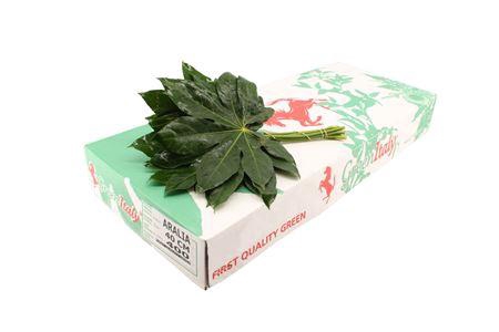 <h4>Aralia Italie Medium</h4>