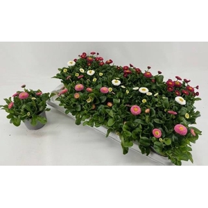 BELLIS PERENNIS GEM